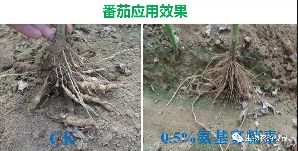 氨基寡糖素 - 植物的免疫衛(wèi)士，根結(jié)線蟲的克星