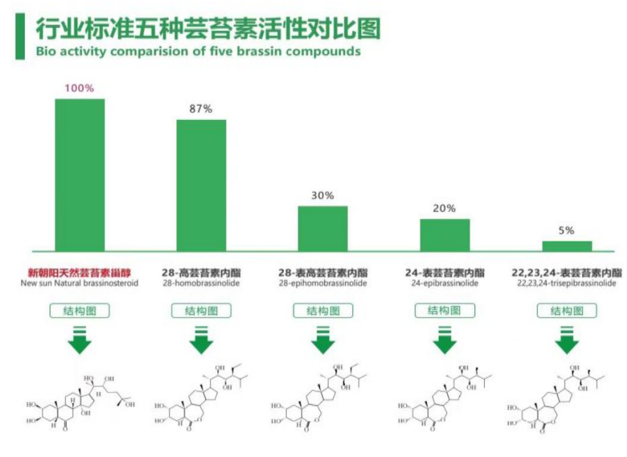 小麥拌種選新朝陽天然蕓苔素，讓小麥高產(chǎn)贏在起跑線上！（小麥在什么時候用蕓苔素效果最佳）