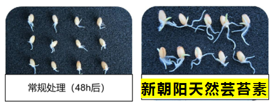 小麥拌種選新朝陽天然蕓苔素，讓小麥高產(chǎn)贏在起跑線上！（小麥在什么時候用蕓苔素效果最佳）