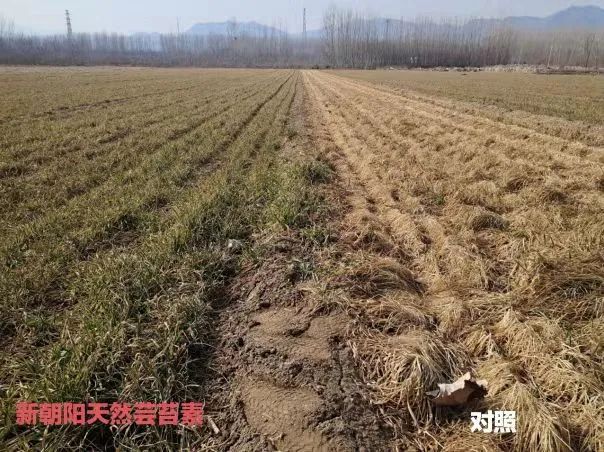 小麥拌種選新朝陽天然蕓苔素，讓小麥高產(chǎn)贏在起跑線上?。ㄐ←溤谑裁磿r候用蕓苔素效果最佳）