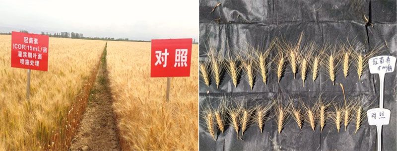 成都新朝陽COR冠菌素入選“2025中國農(nóng)業(yè)重大新產(chǎn)品”