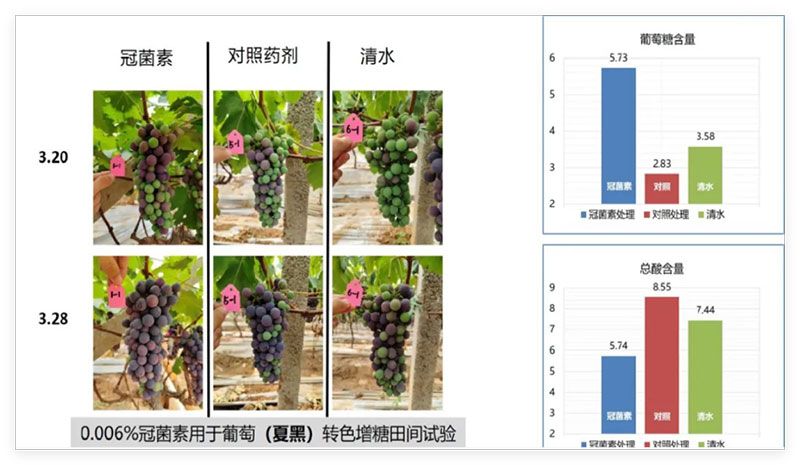 成都新朝陽COR冠菌素入選“2025中國農(nóng)業(yè)重大新產(chǎn)品”